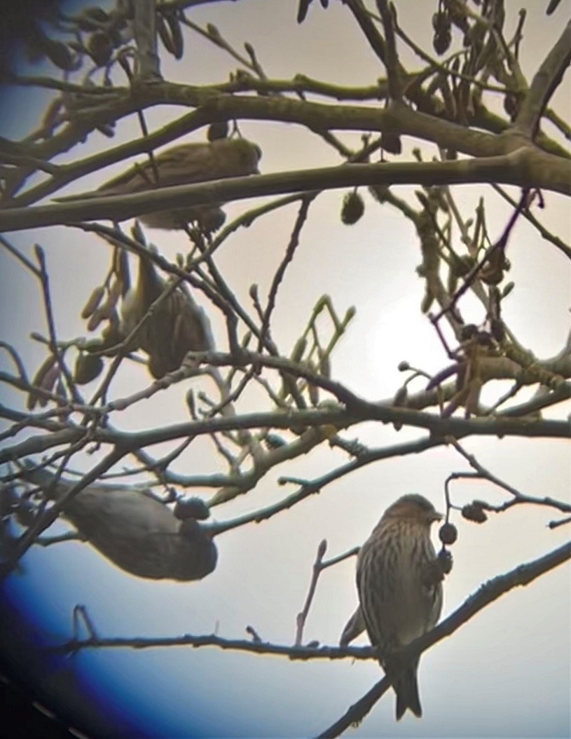 Pine Siskin - ML411708461