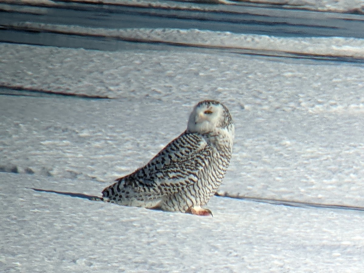 Snowy Owl - ML411709441