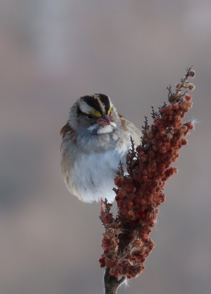 White-throated Sparrow - ML411710651