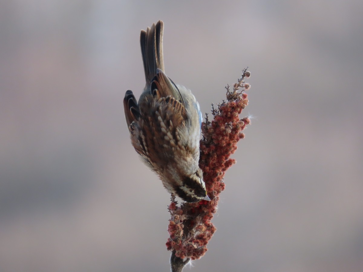 White-throated Sparrow - ML411710861