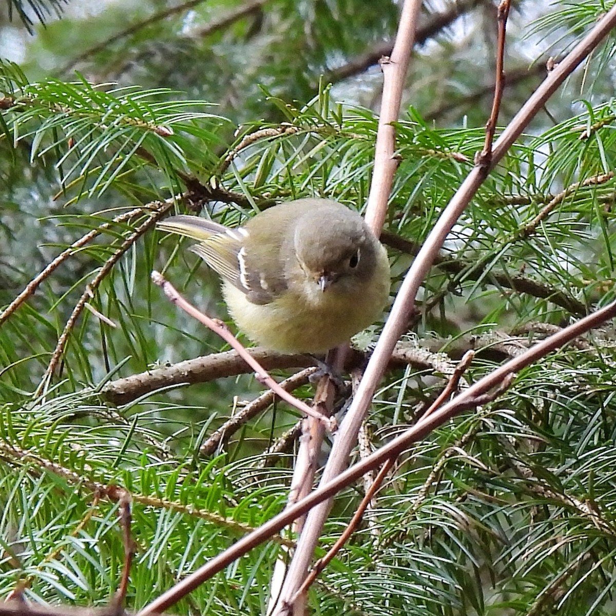 Hutton's Vireo - Susan Kirkbride