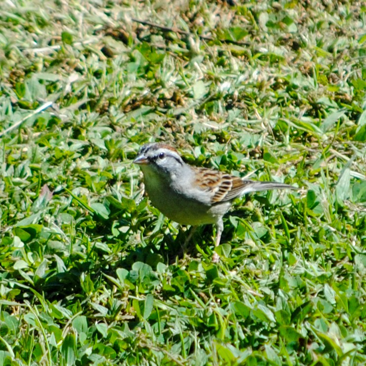 Chipping Sparrow - Emmanuel Arias