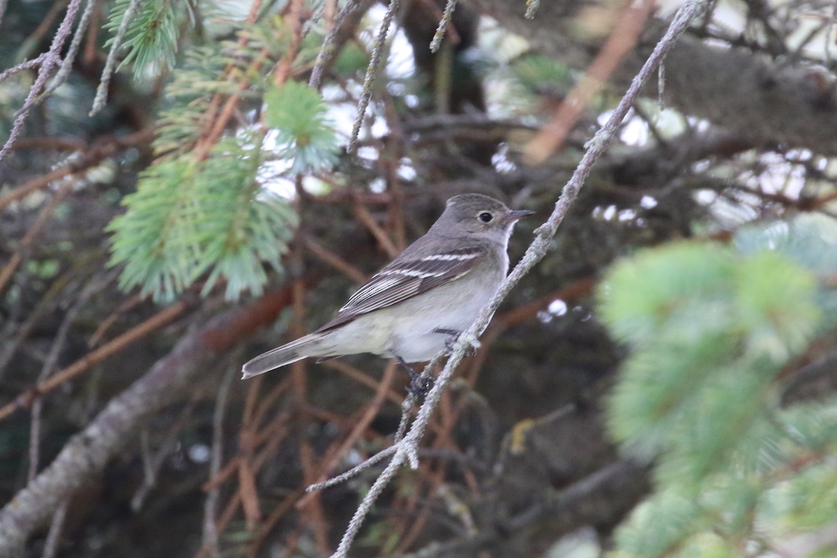 White-crested Elaenia - ML411711721