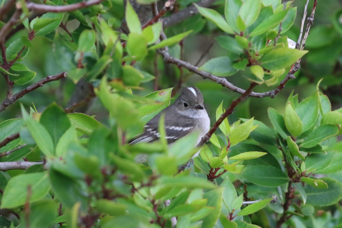 White-crested Elaenia - ML411711851