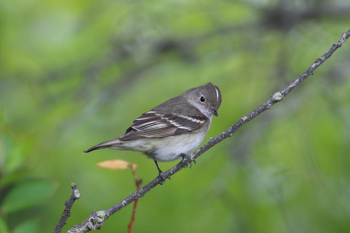 White-crested Elaenia - ML411711871