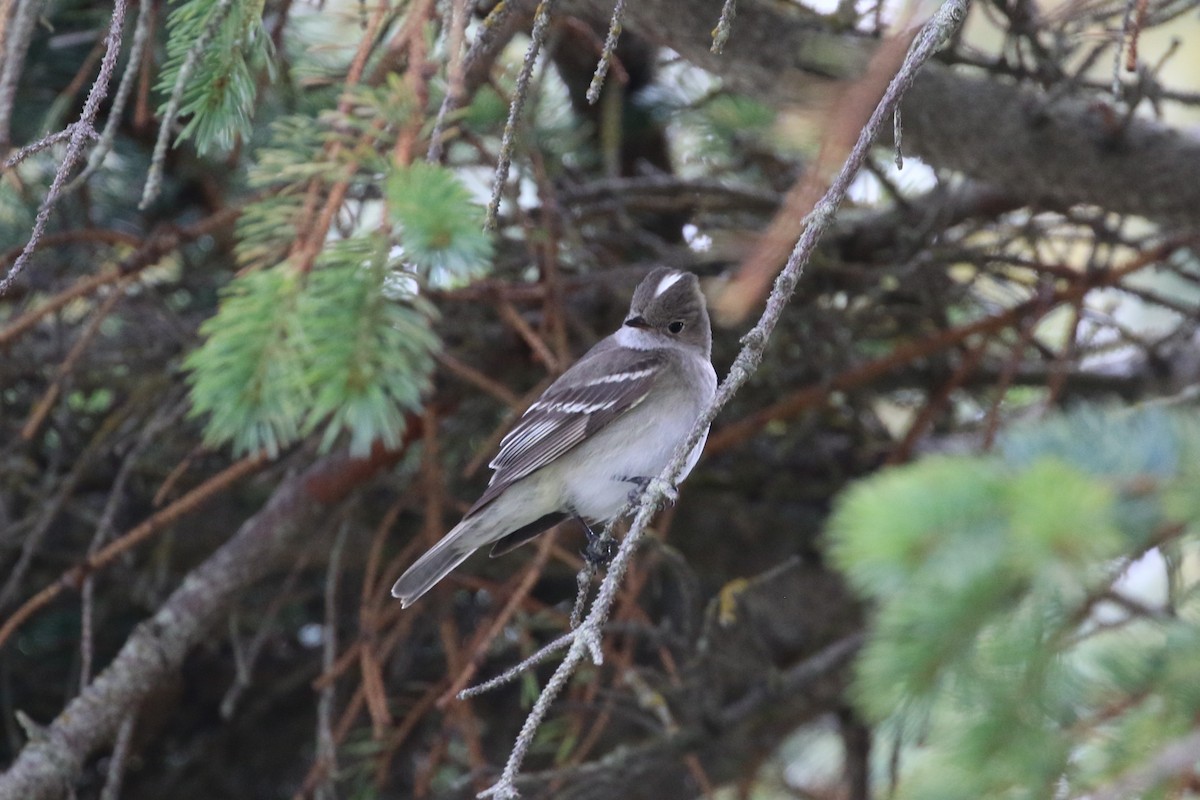 White-crested Elaenia - ML411711911