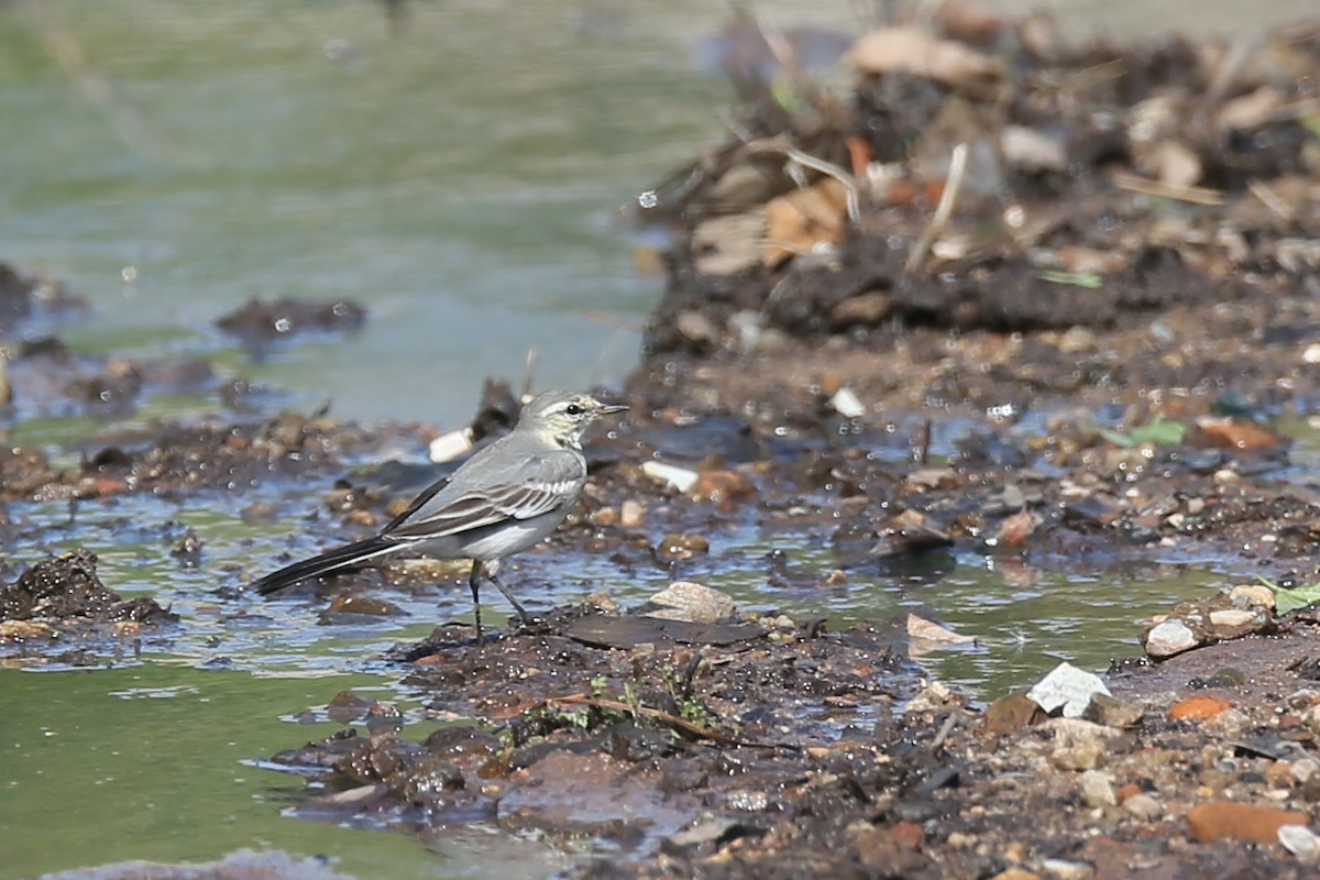 White Wagtail (ocularis) - ML41171271