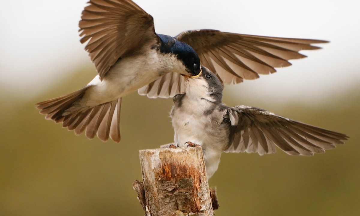 vlaštovka chilská - ML411713001