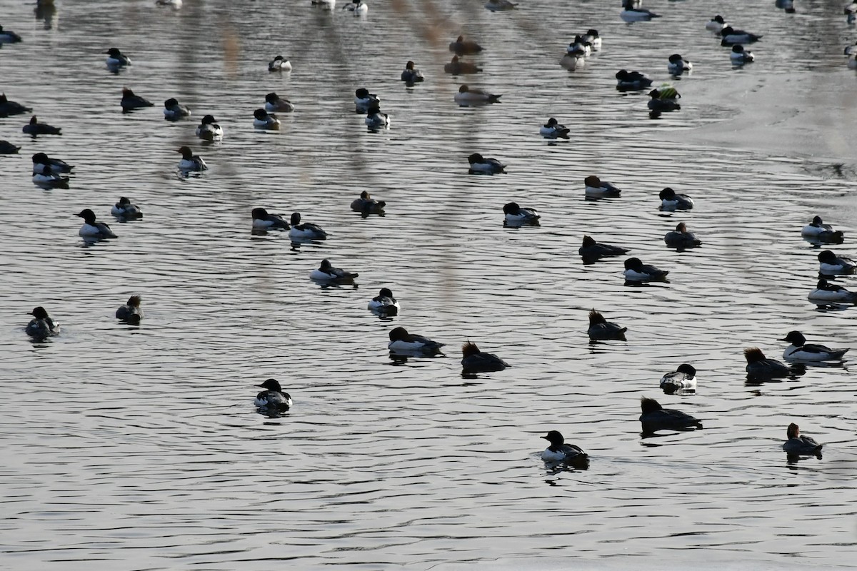 Common Merganser - ML411714151