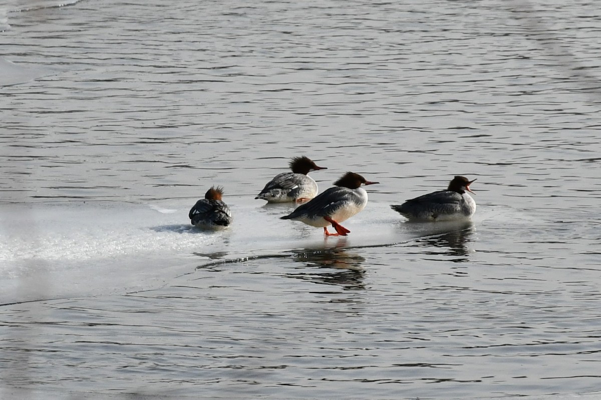 Common Merganser - ML411714191