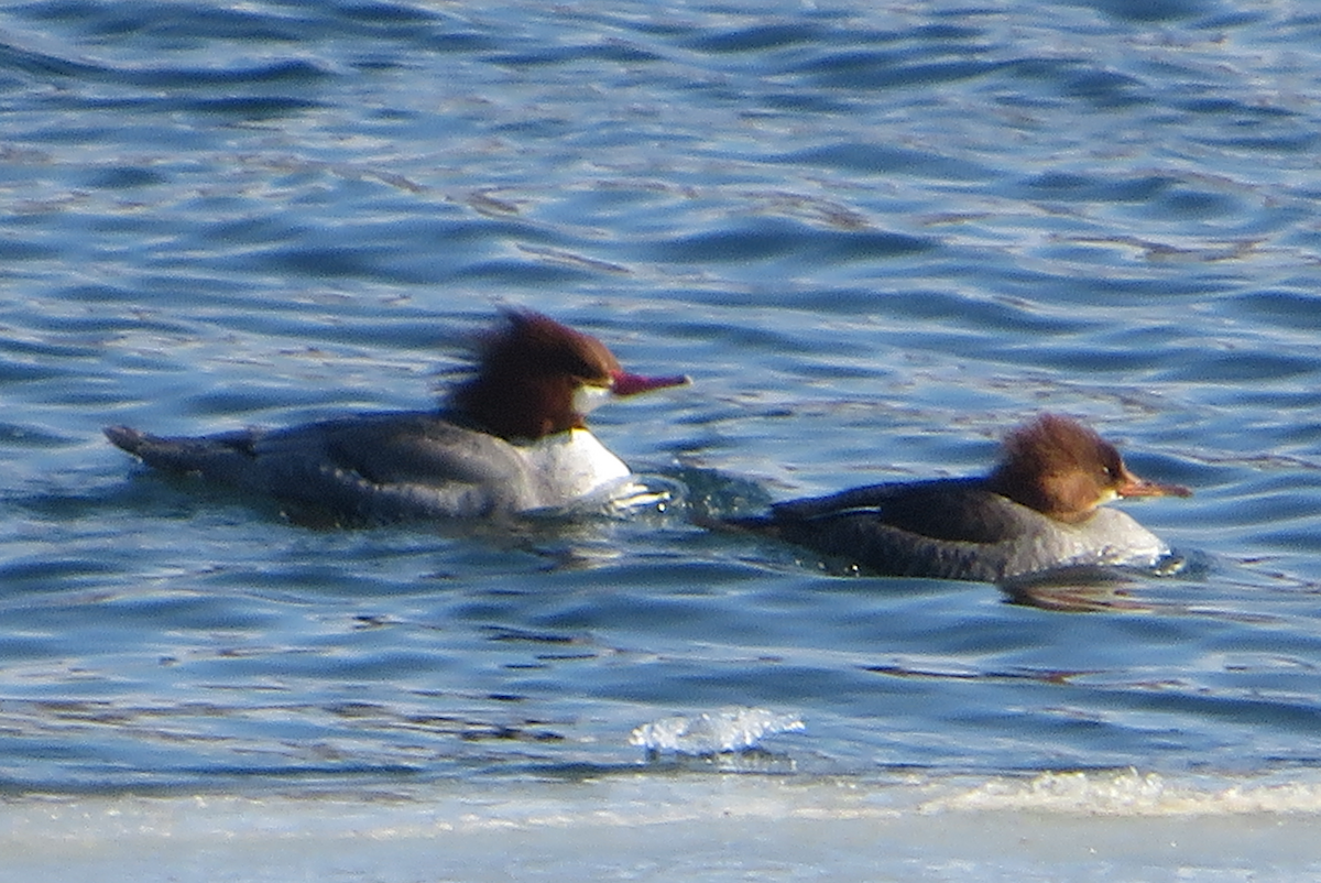Hooded x Common Merganser (hybrid) - Allison Matlock