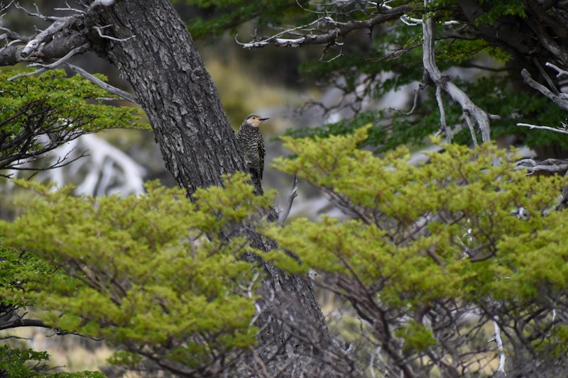 Chilean Flicker - ML411715541