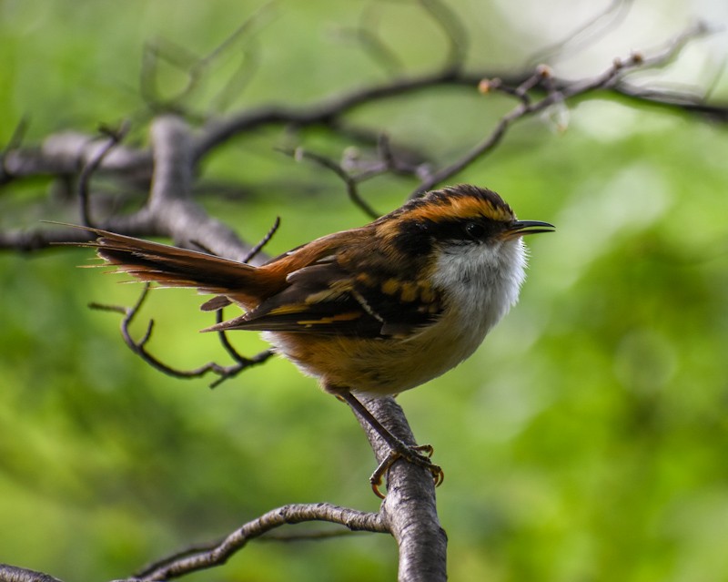 Thorn-tailed Rayadito - Chris Peters