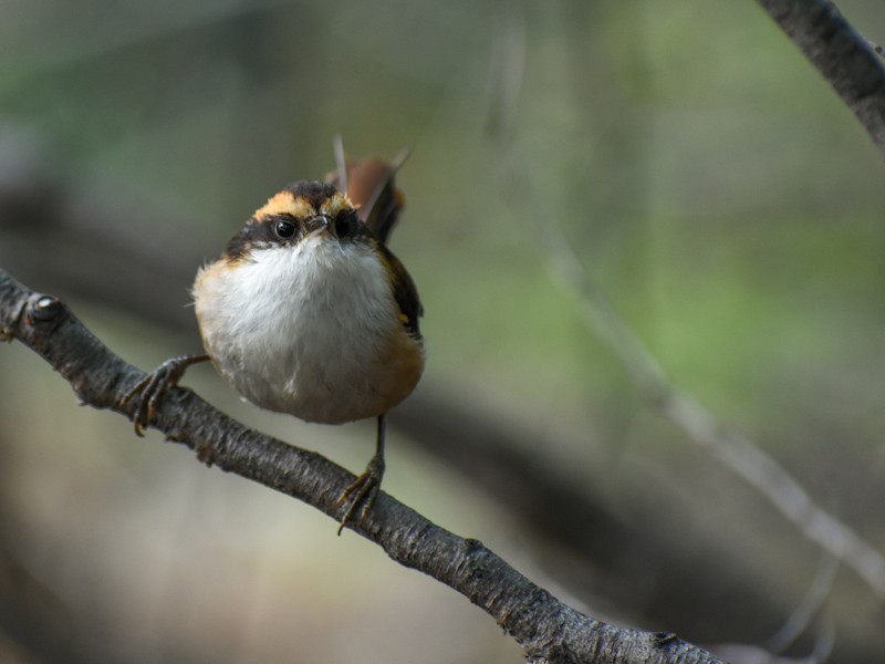 Thorn-tailed Rayadito - Chris Peters