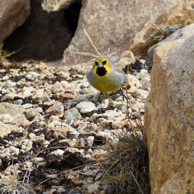 Yellow-bridled Finch - Chris Peters