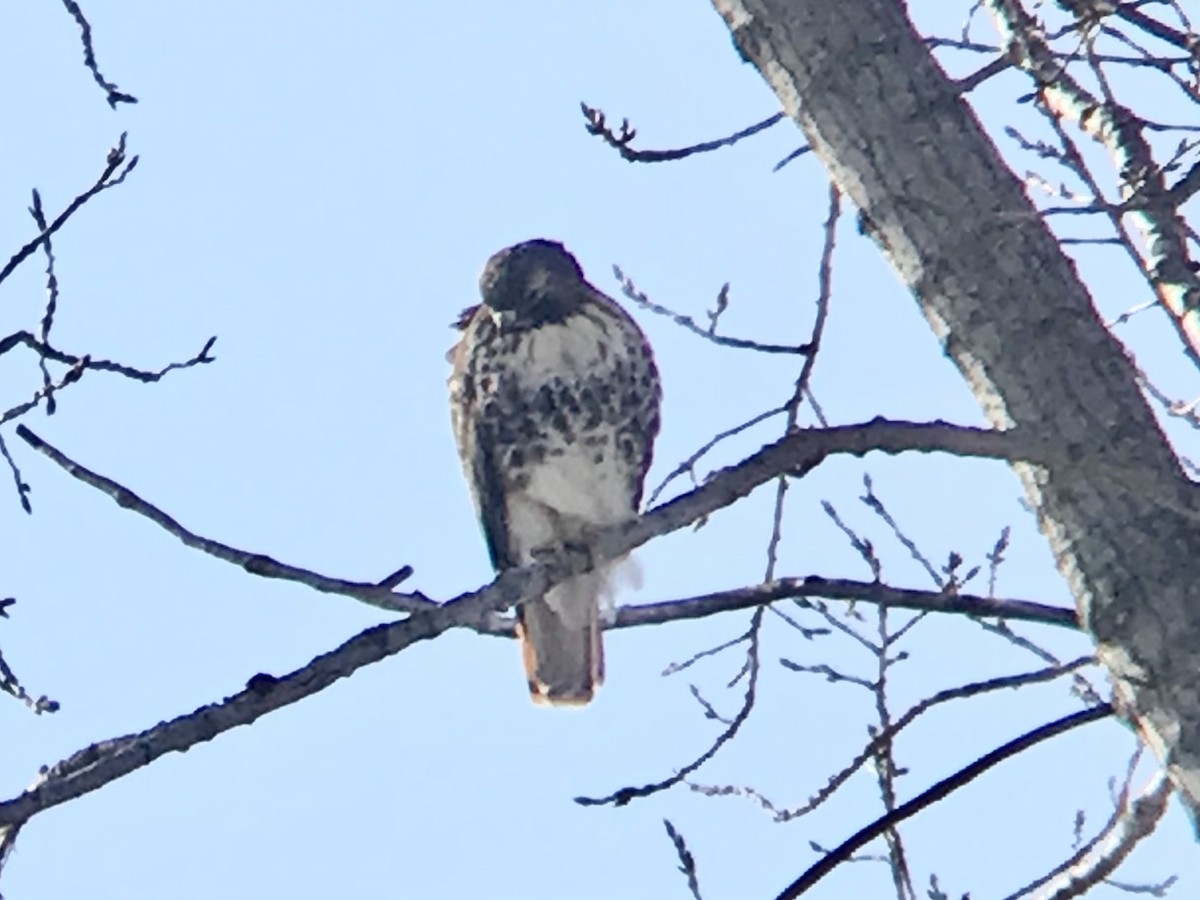 Red-tailed Hawk - Daryl Bernard