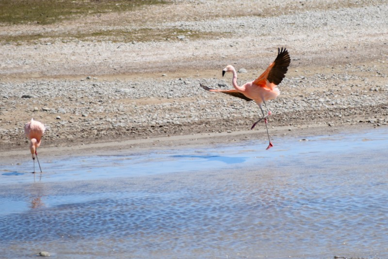 Chilean Flamingo - Chris Peters