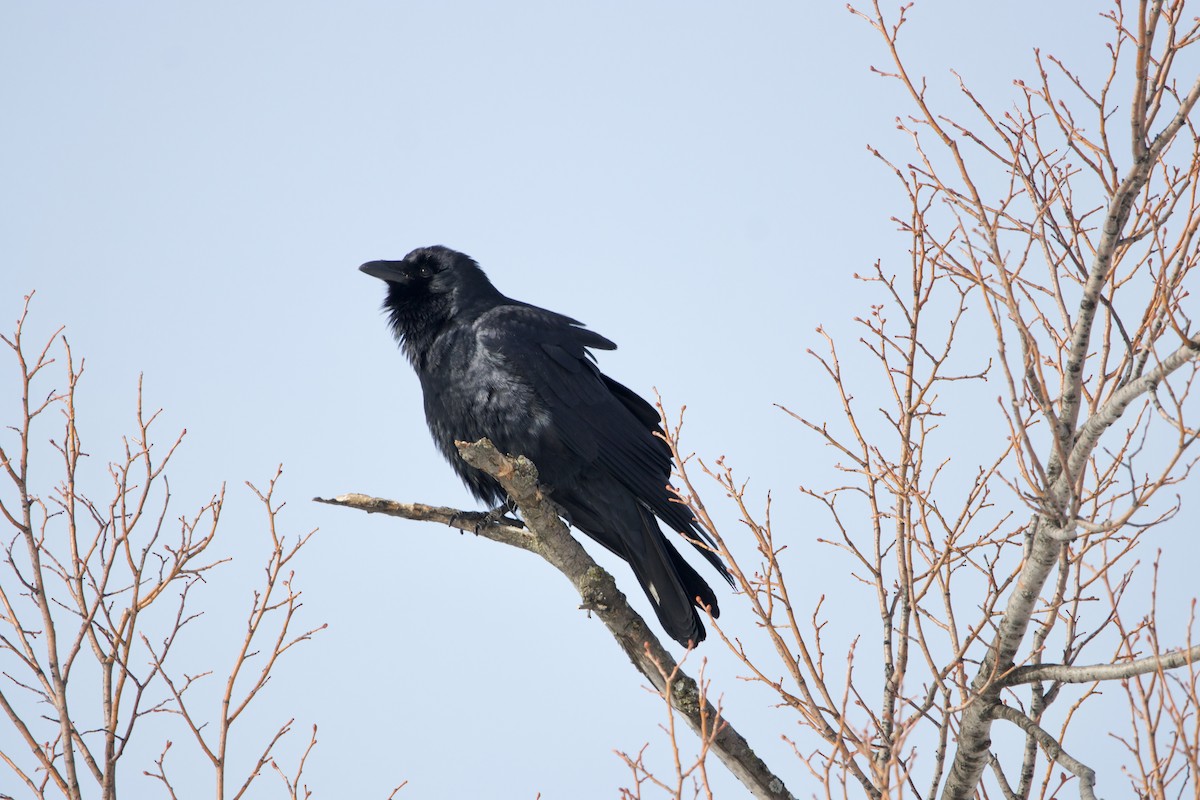 Common Raven - Dimitris Salas