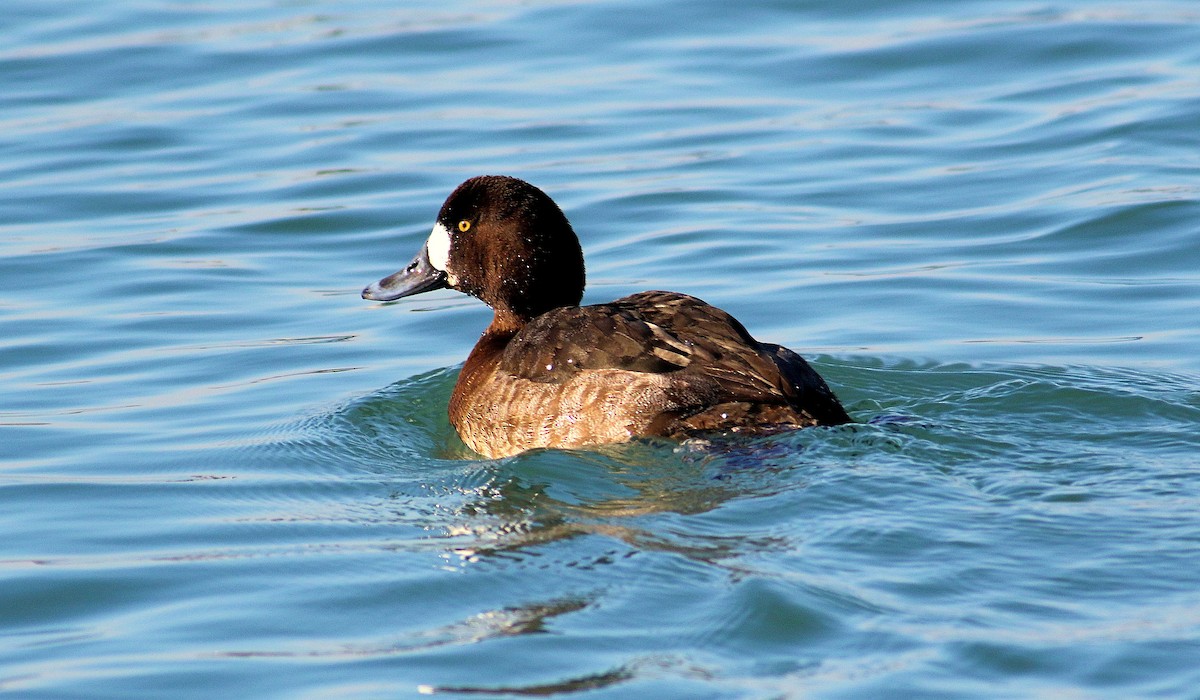 Greater Scaup - John  Cameron