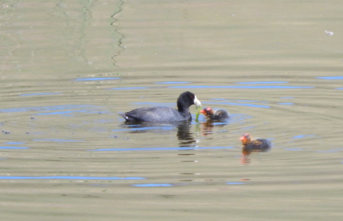American Coot (Red-shielded) - ML41172031