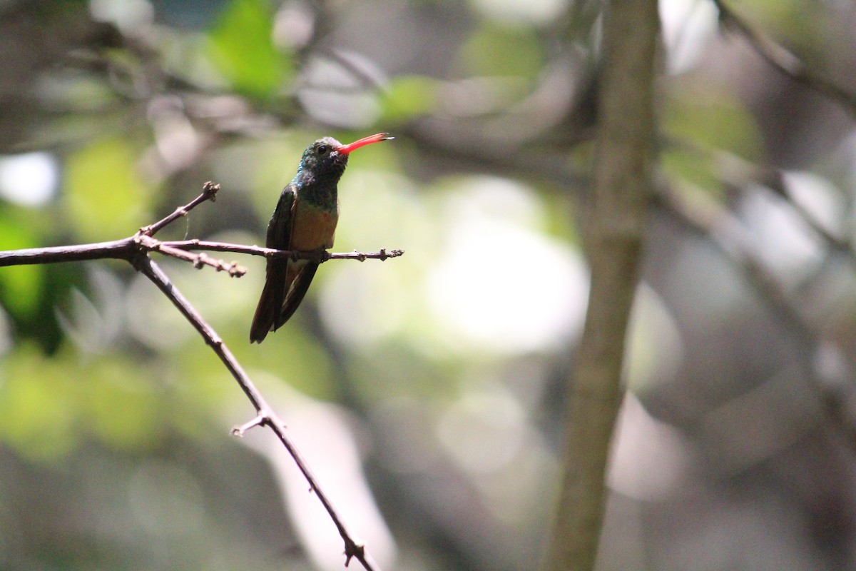 Buff-bellied Hummingbird - ML411721581