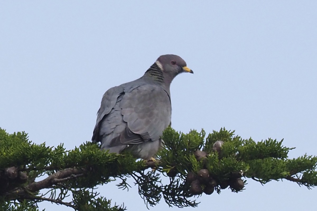 Band-tailed Pigeon - ML411722201