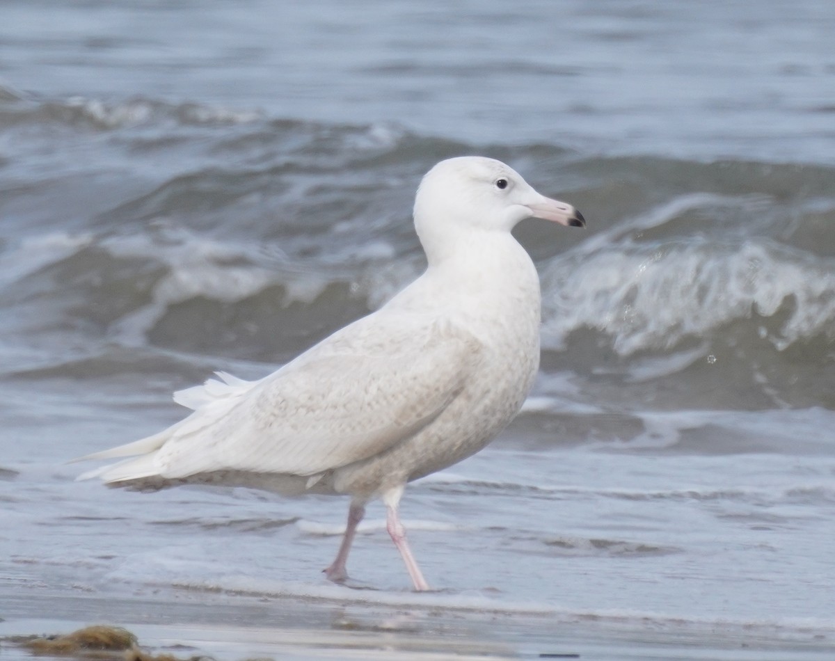 Glaucous Gull - ML411722521