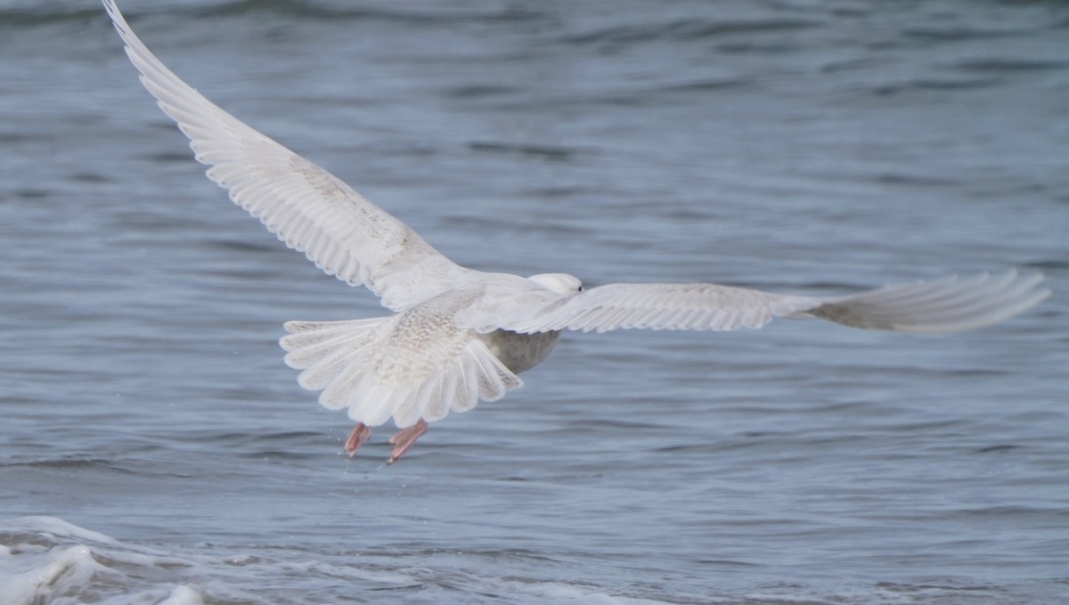 Glaucous Gull - Reinhard Beatty