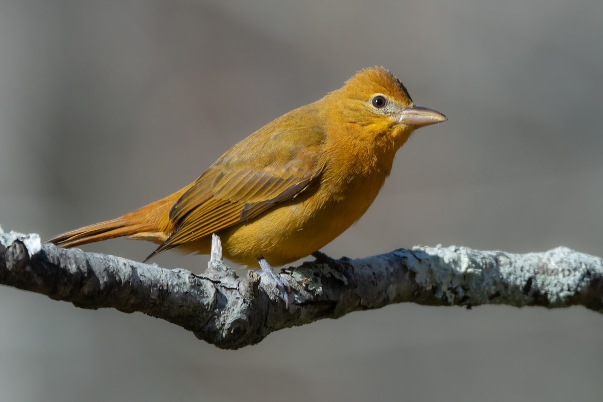 Kırmızı Piranga - ML411723201