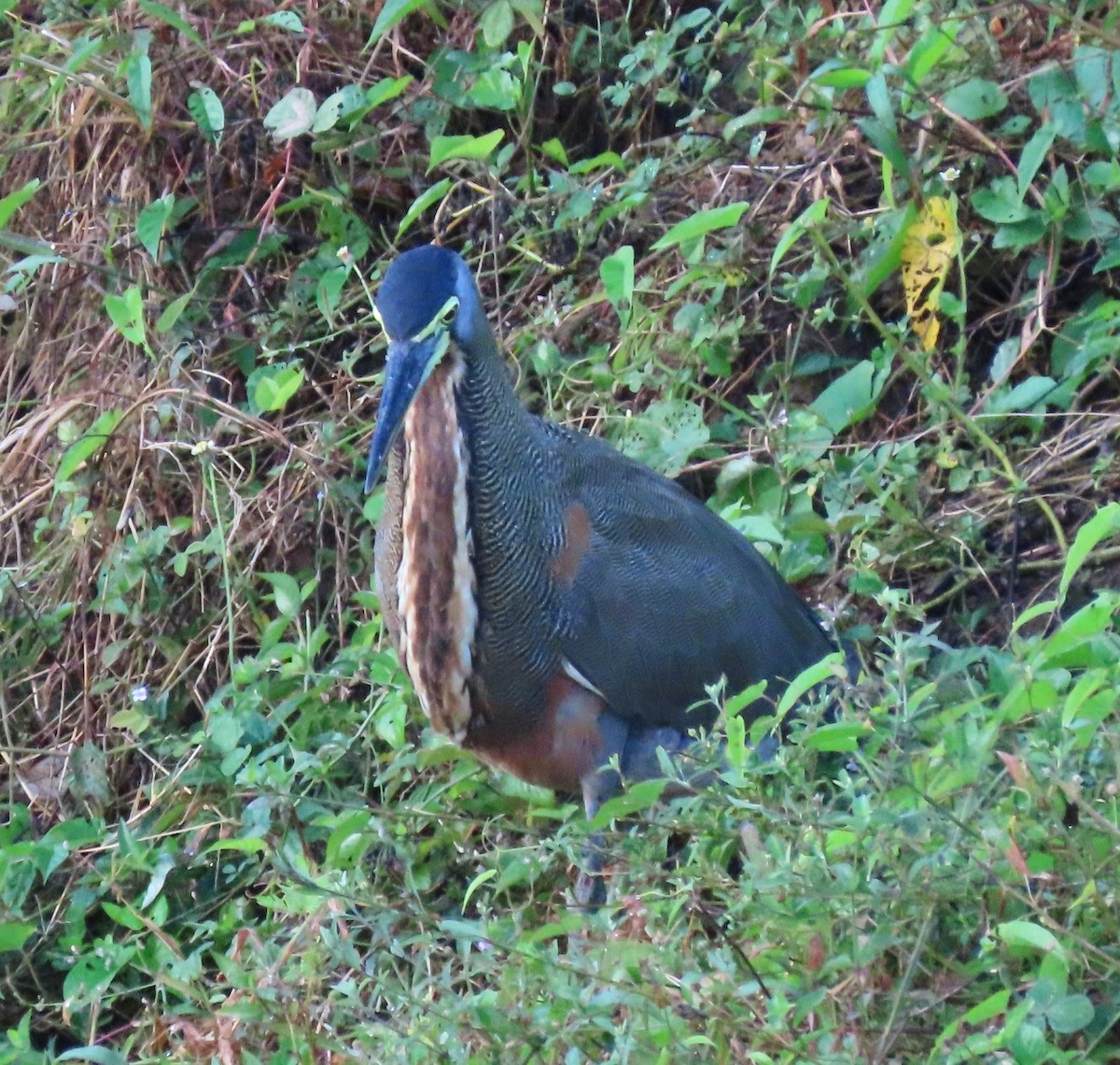 Bare-throated Tiger-Heron - ML411724741