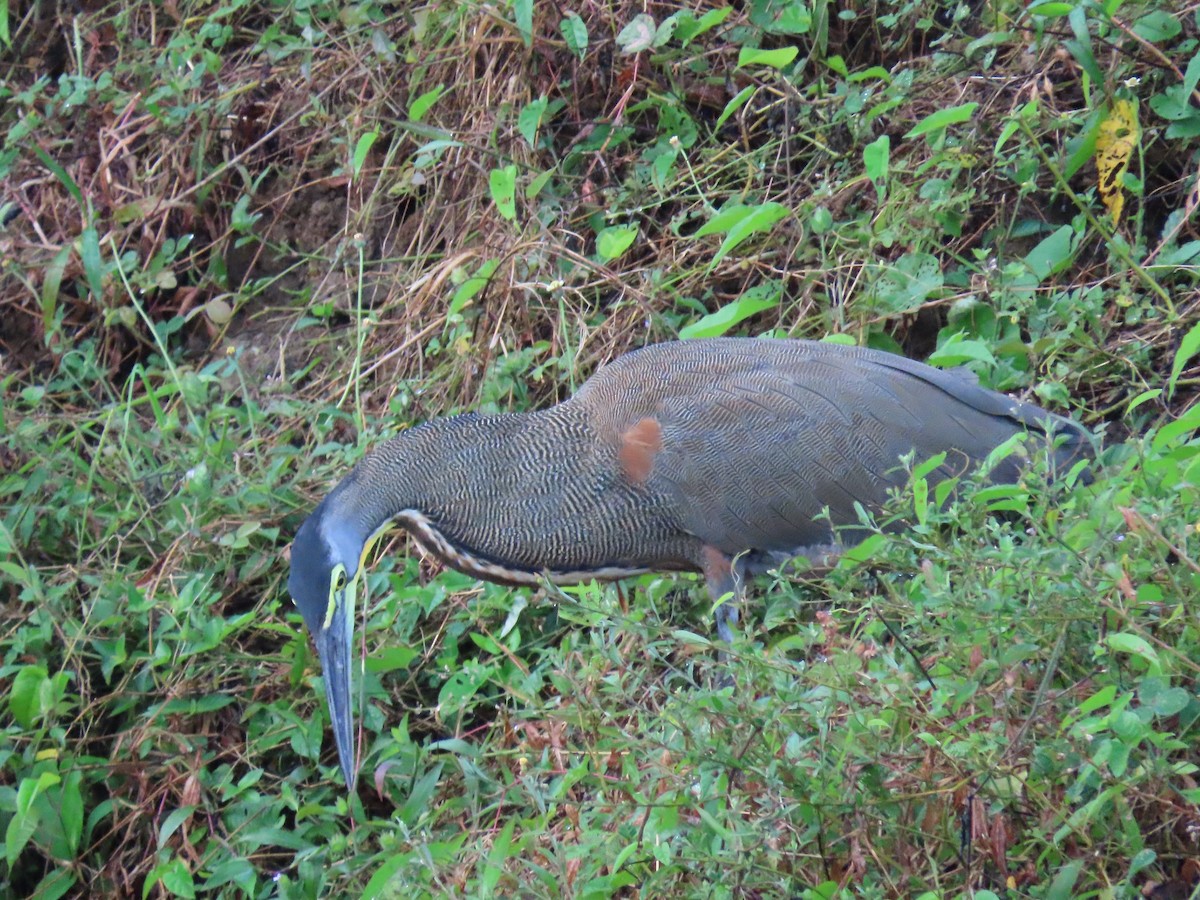 Bare-throated Tiger-Heron - ML411724801