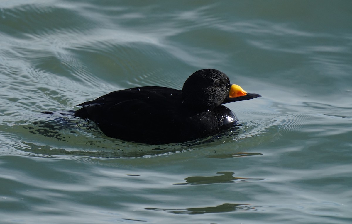 Black Scoter - ML411725171