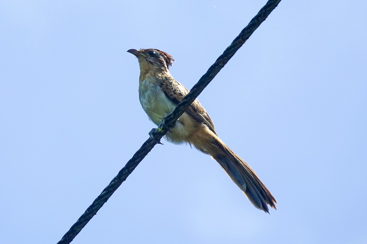 Striped Cuckoo - ML411725751