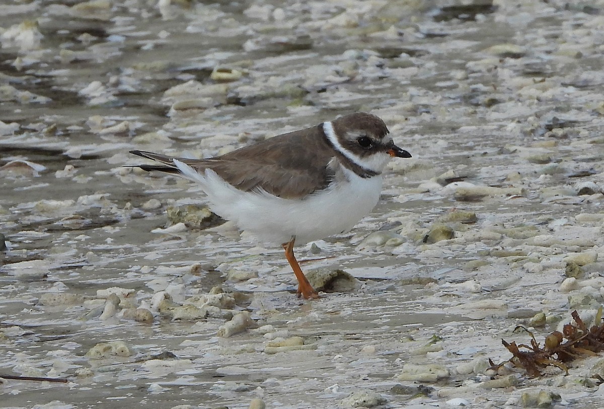 Semipalmated Plover - ML411727531