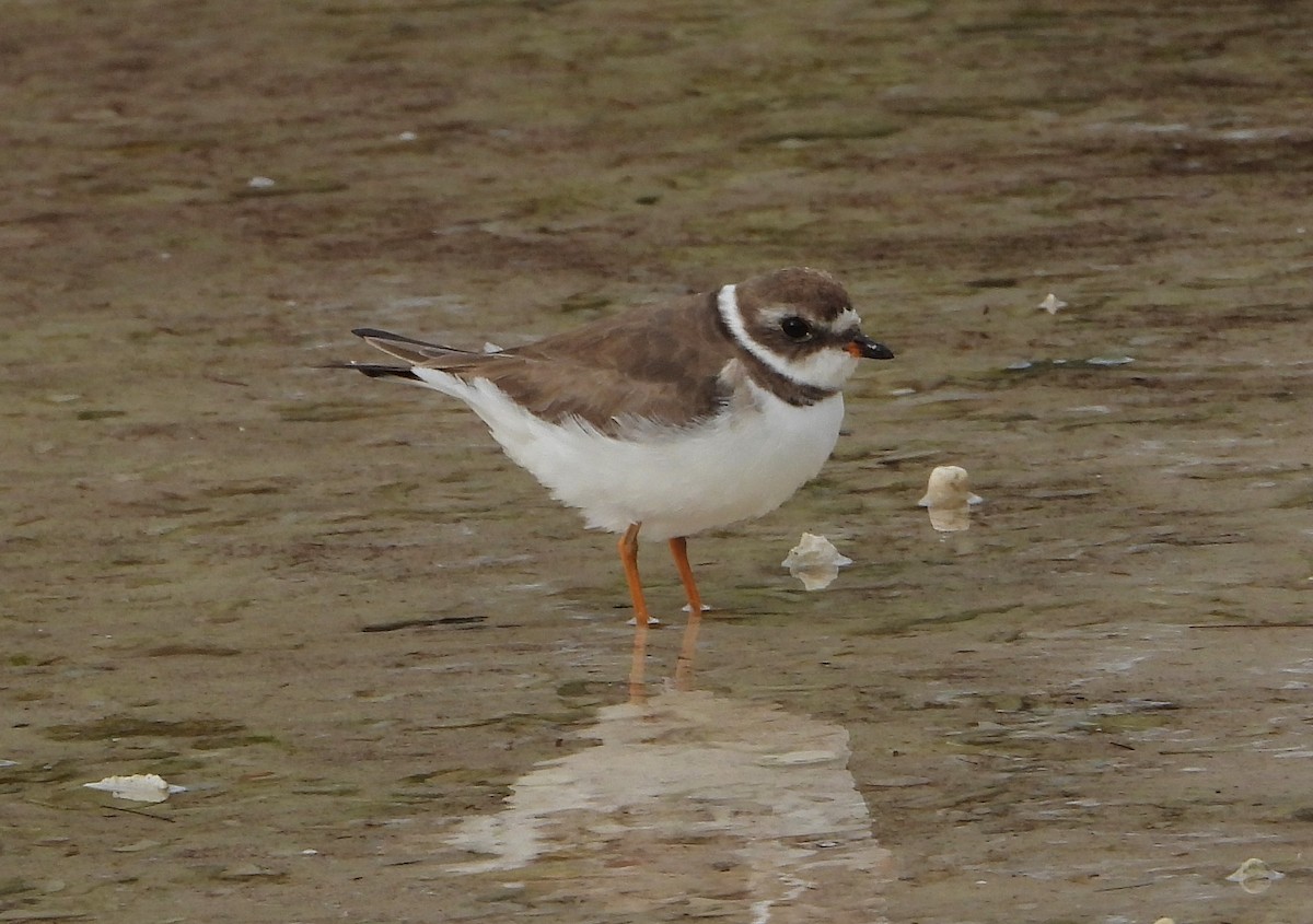 Semipalmated Plover - ML411727561