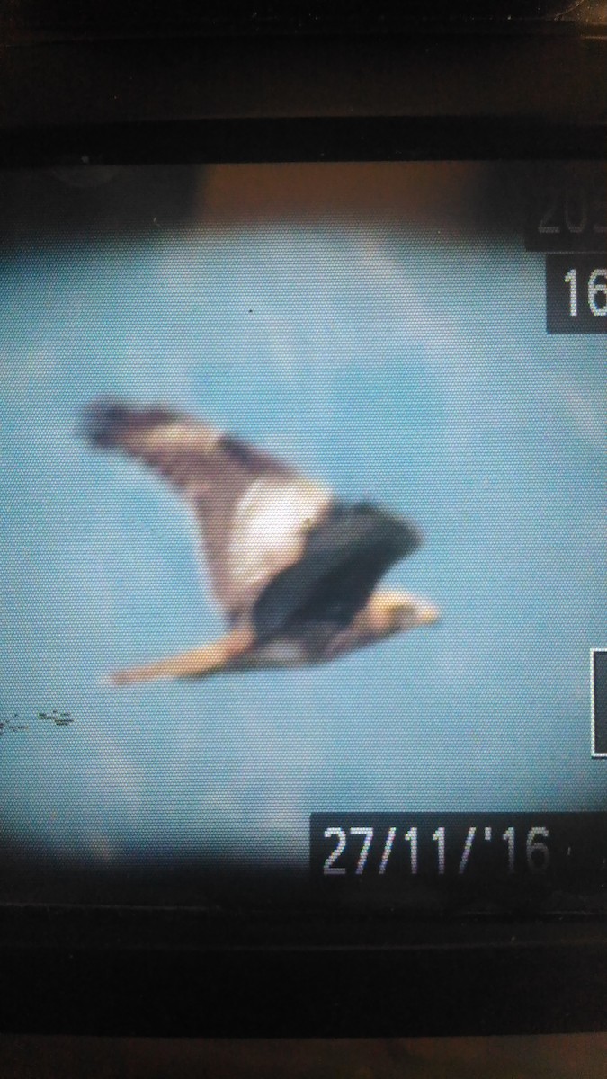 White-eyed Buzzard - ML41172781