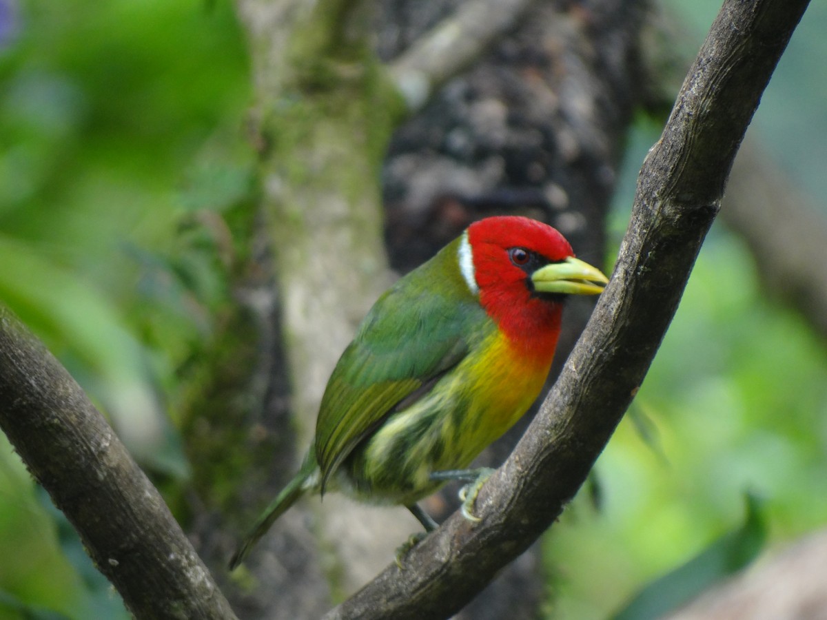 Red-headed Barbet - Juan Camilo Uribe