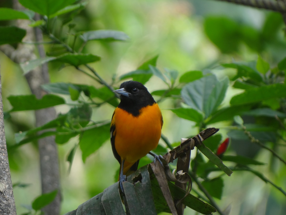 Baltimore Oriole - ML411728491