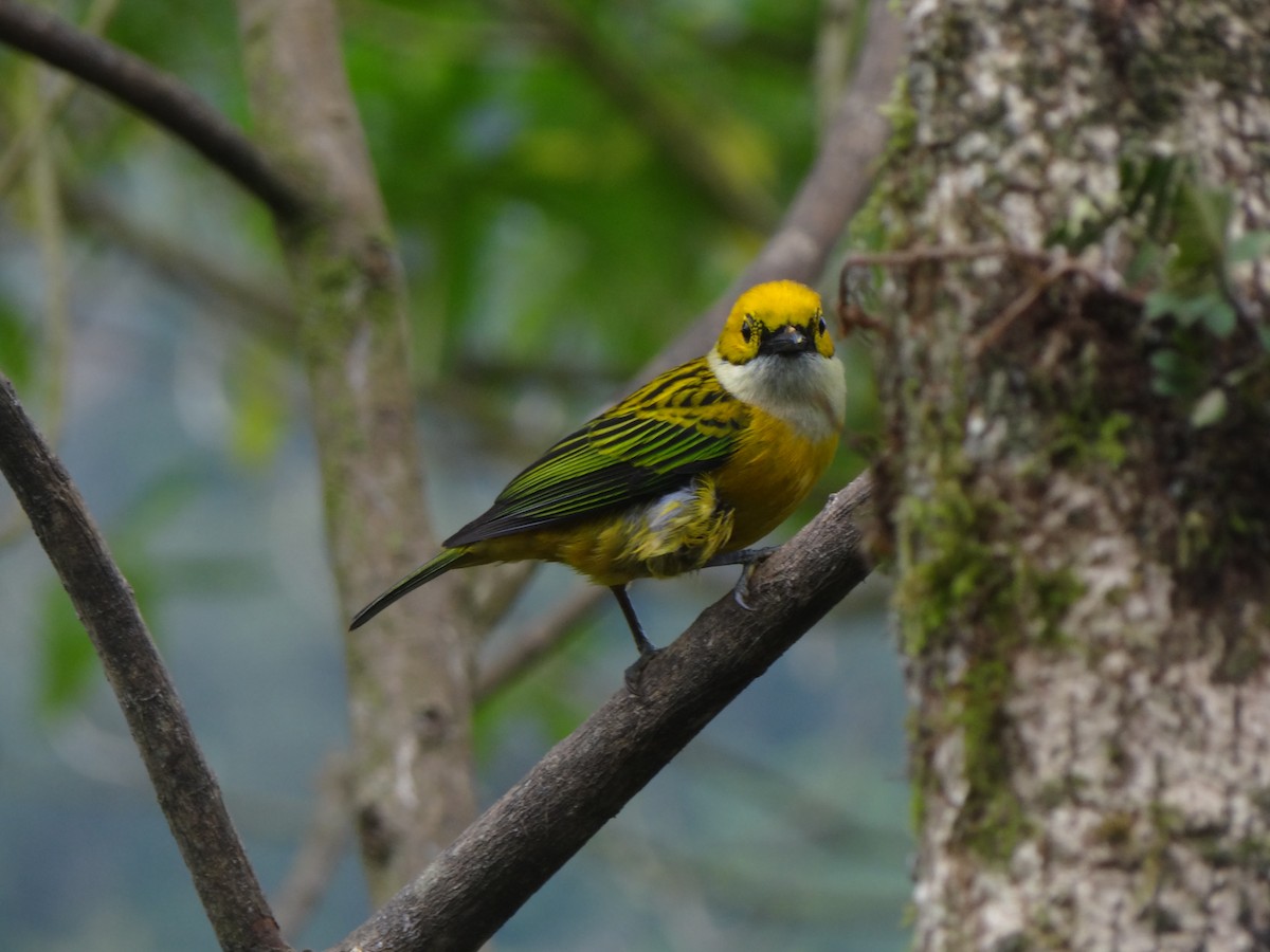 Silver-throated Tanager - Juan Camilo Uribe