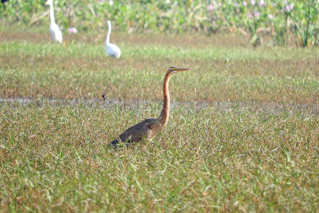 Purple Heron - ML41172911