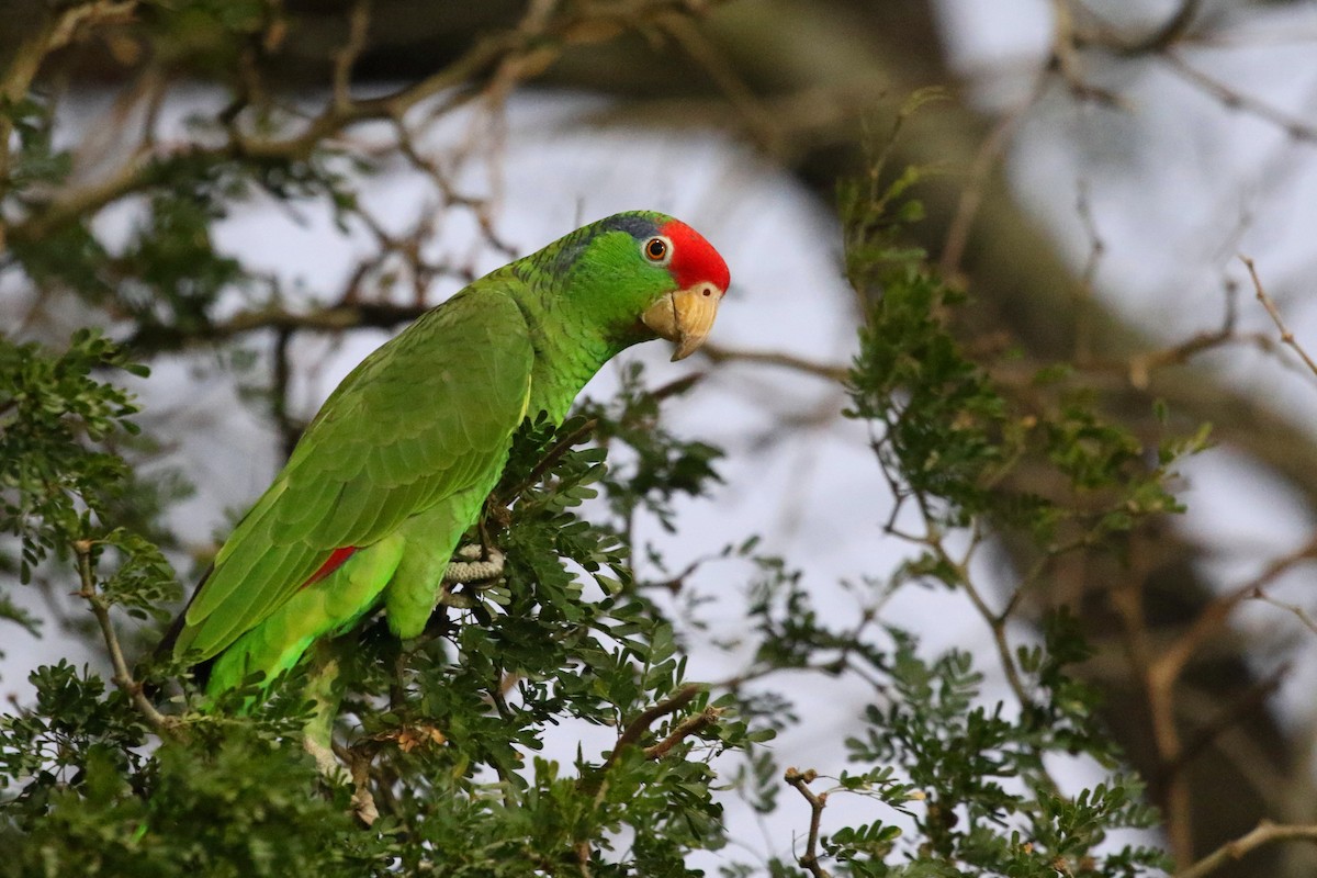 Red-crowned Amazon - Aaron Graham