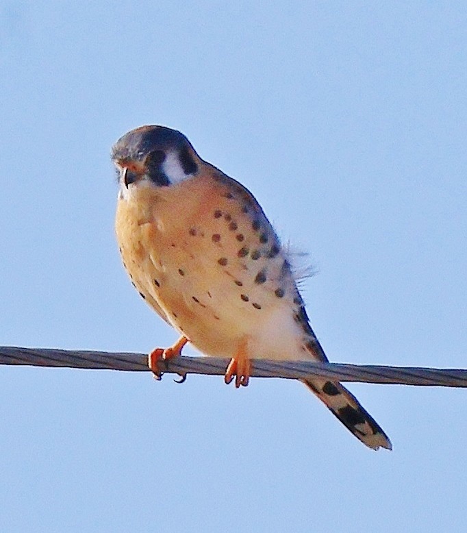 American Kestrel - ML411730091