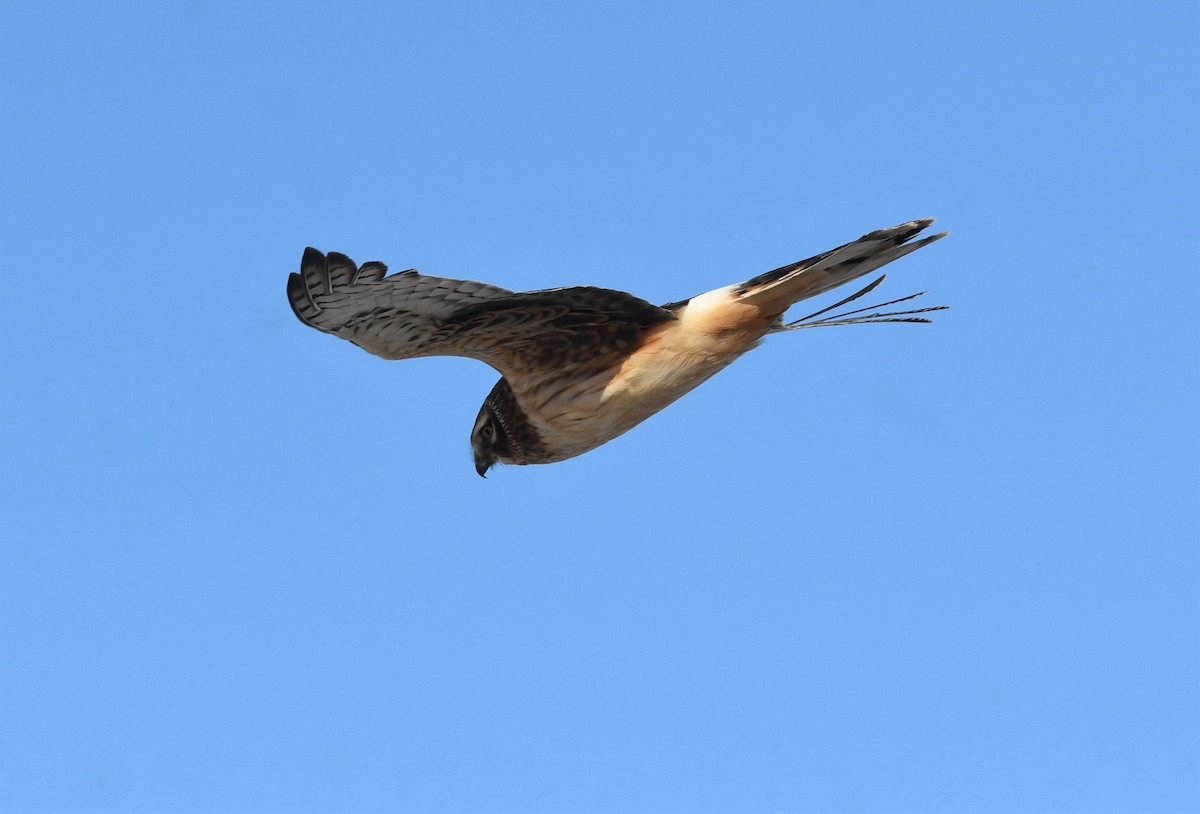 Northern Harrier - ML411732211