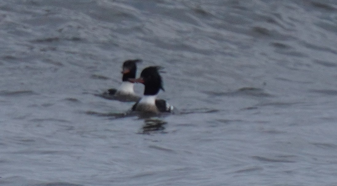 Red-breasted Merganser - ML411732331