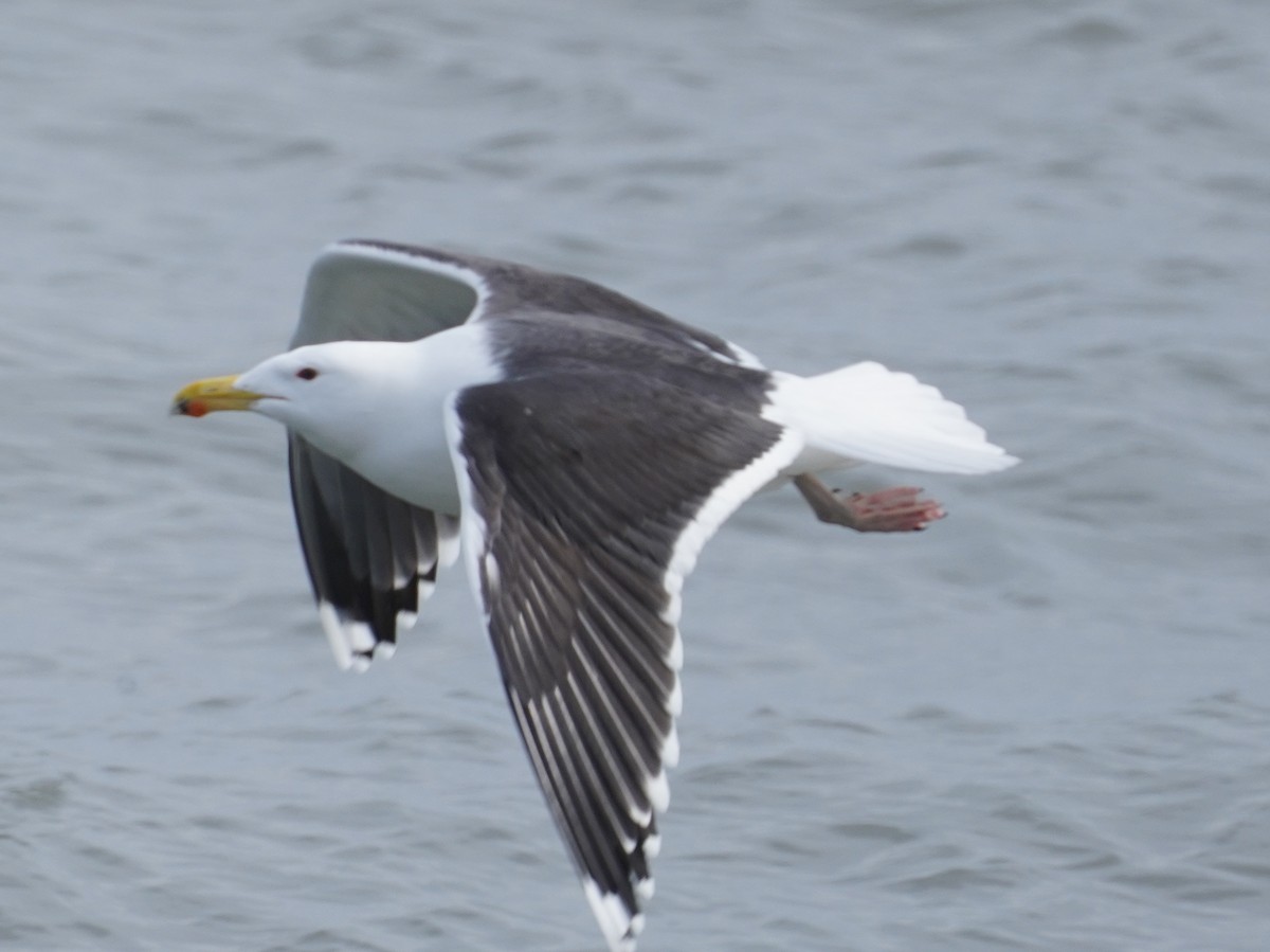 Great Black-backed Gull - Reinhard Beatty