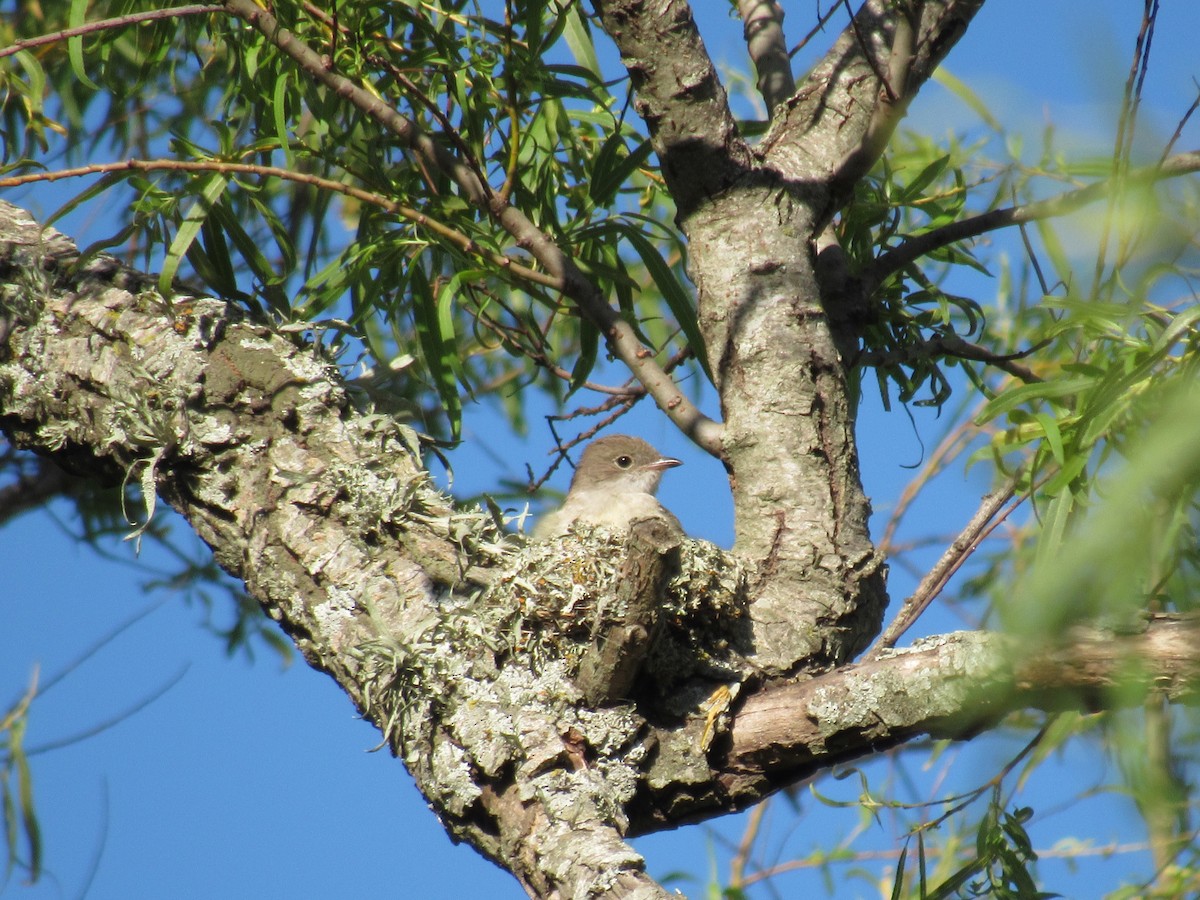 Large Elaenia - Matias Almeida