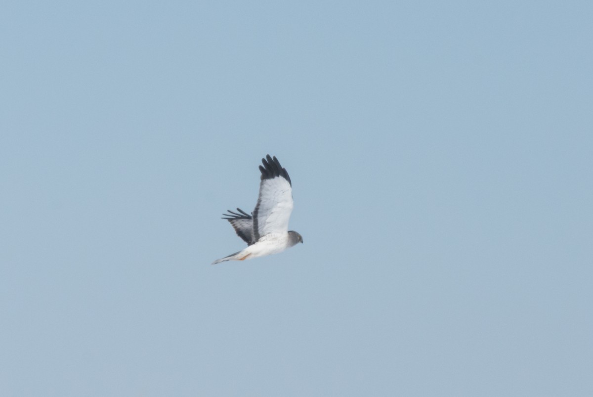 Northern Harrier - ML411733691