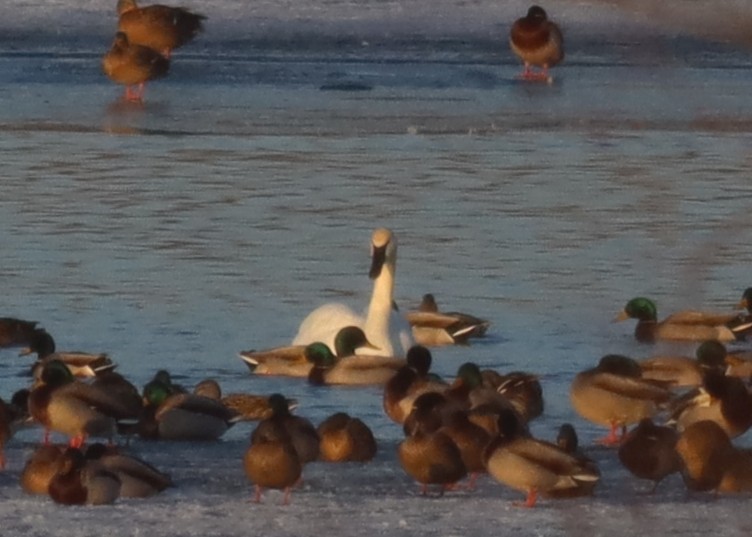 Cygne siffleur - ML411733711