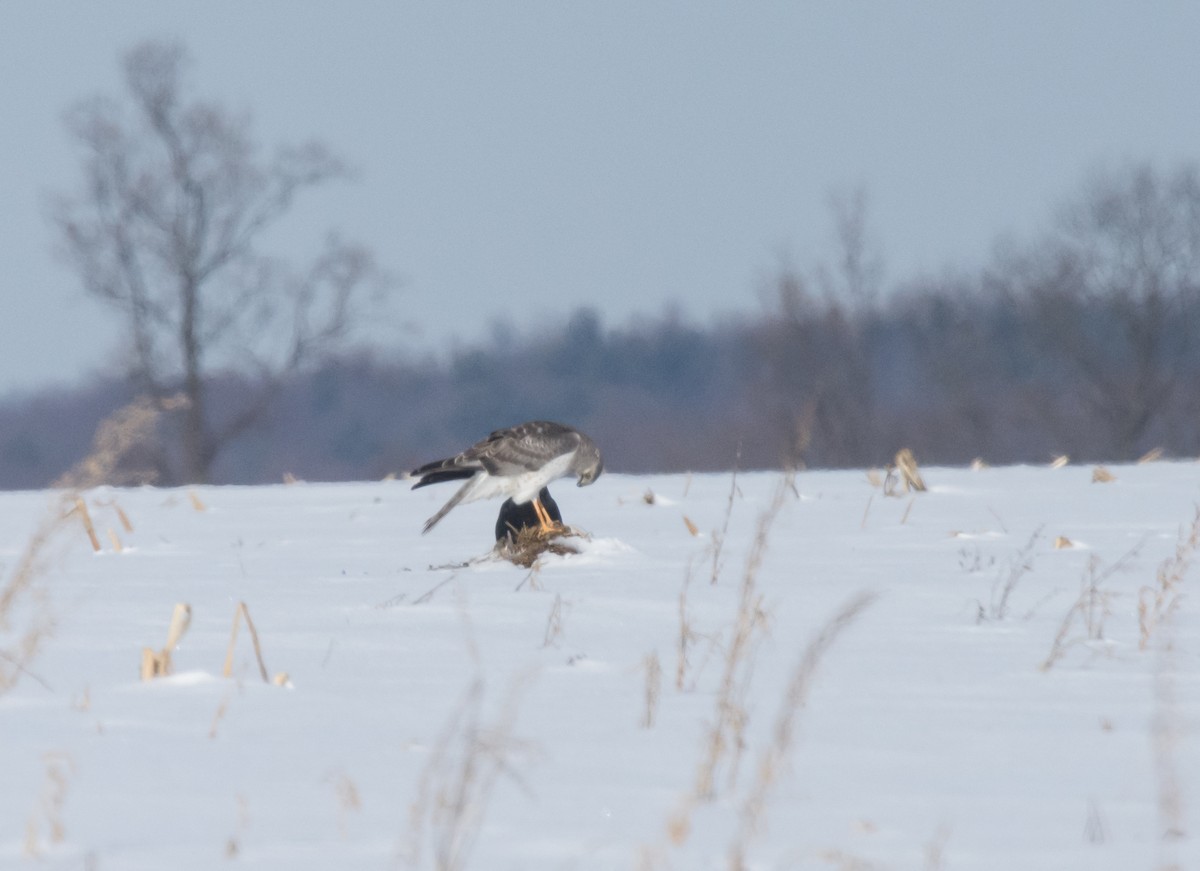 Northern Harrier - ML411733721