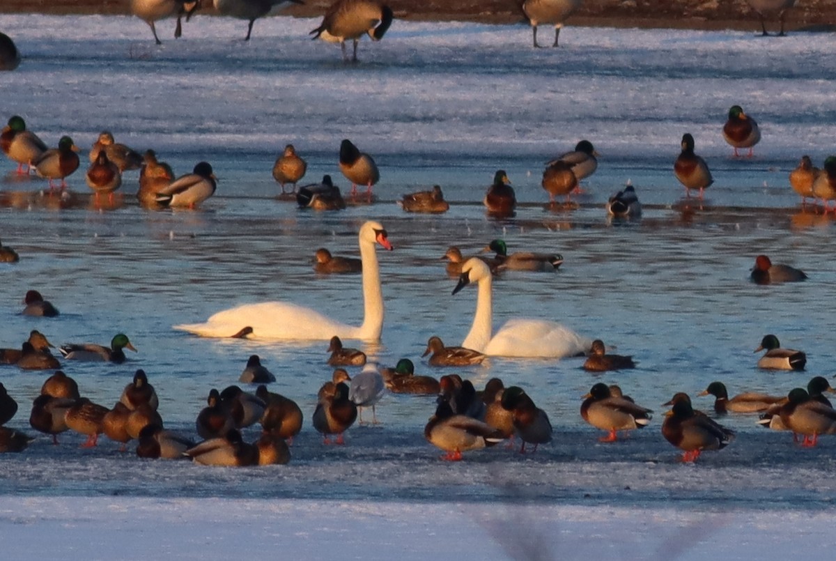 Cygne siffleur - ML411733731